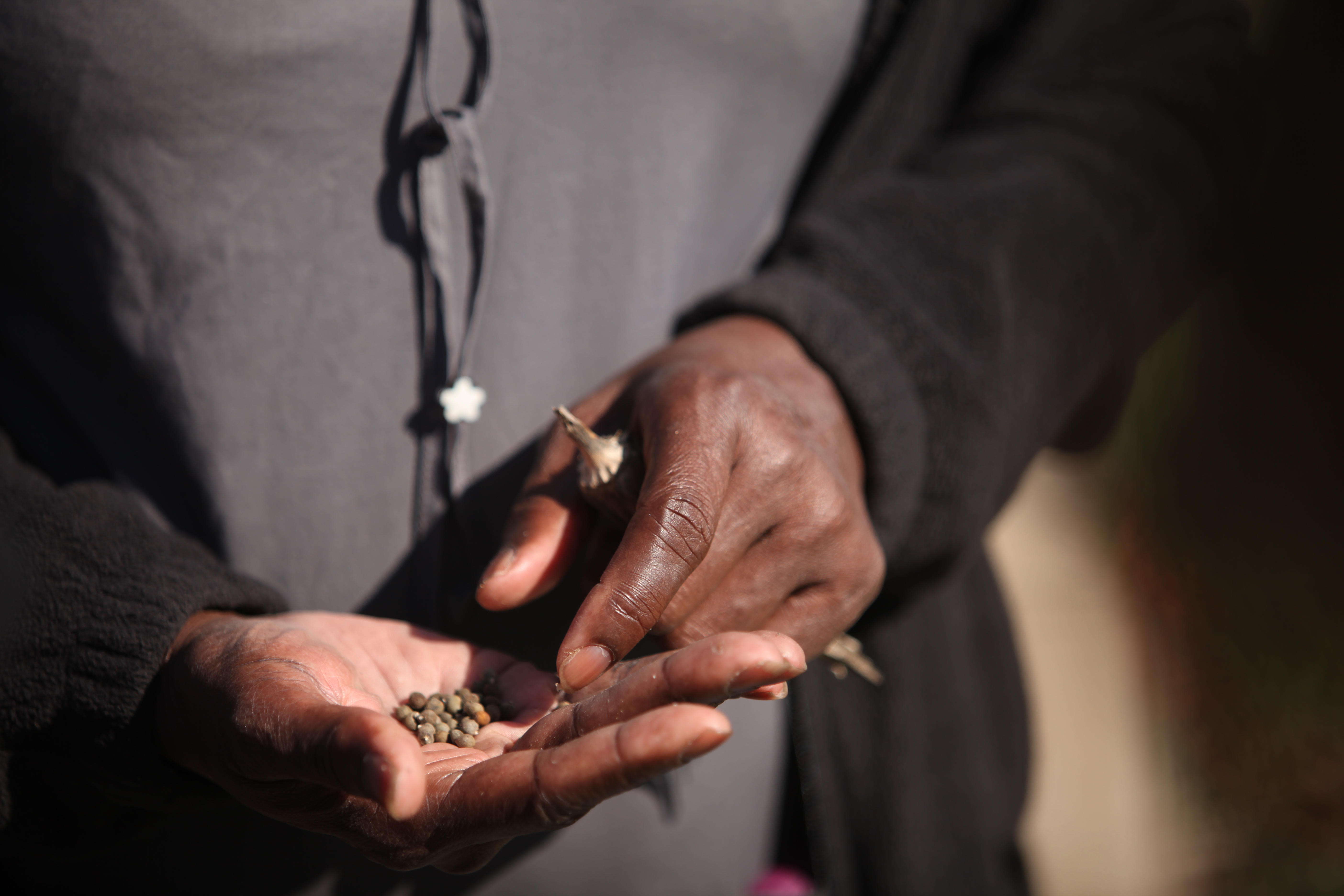 Okra seeds